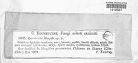 Laestadia mespili image